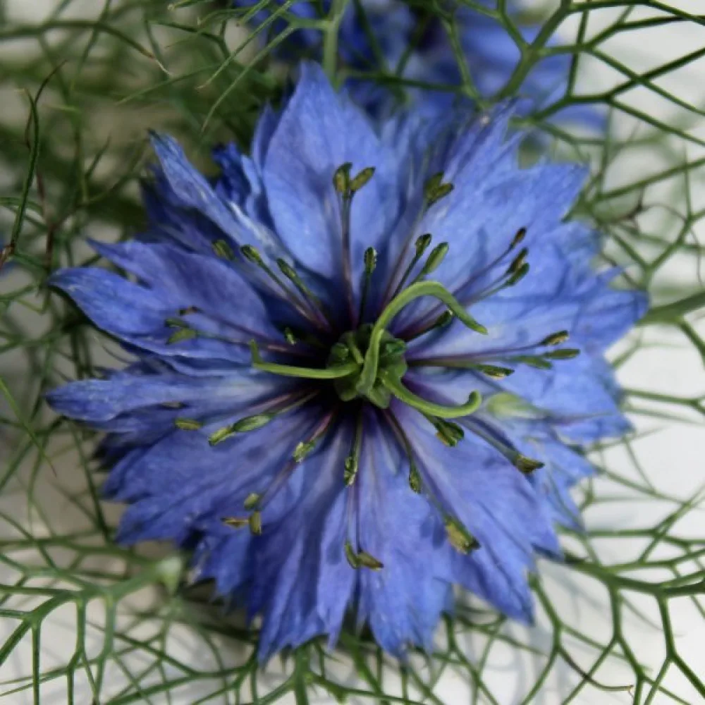 Jungfrun i det gröna 'Miss Jekyll Indigo Blue'