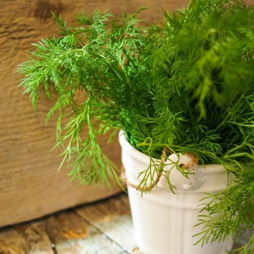 Dill 'Ambrozja'