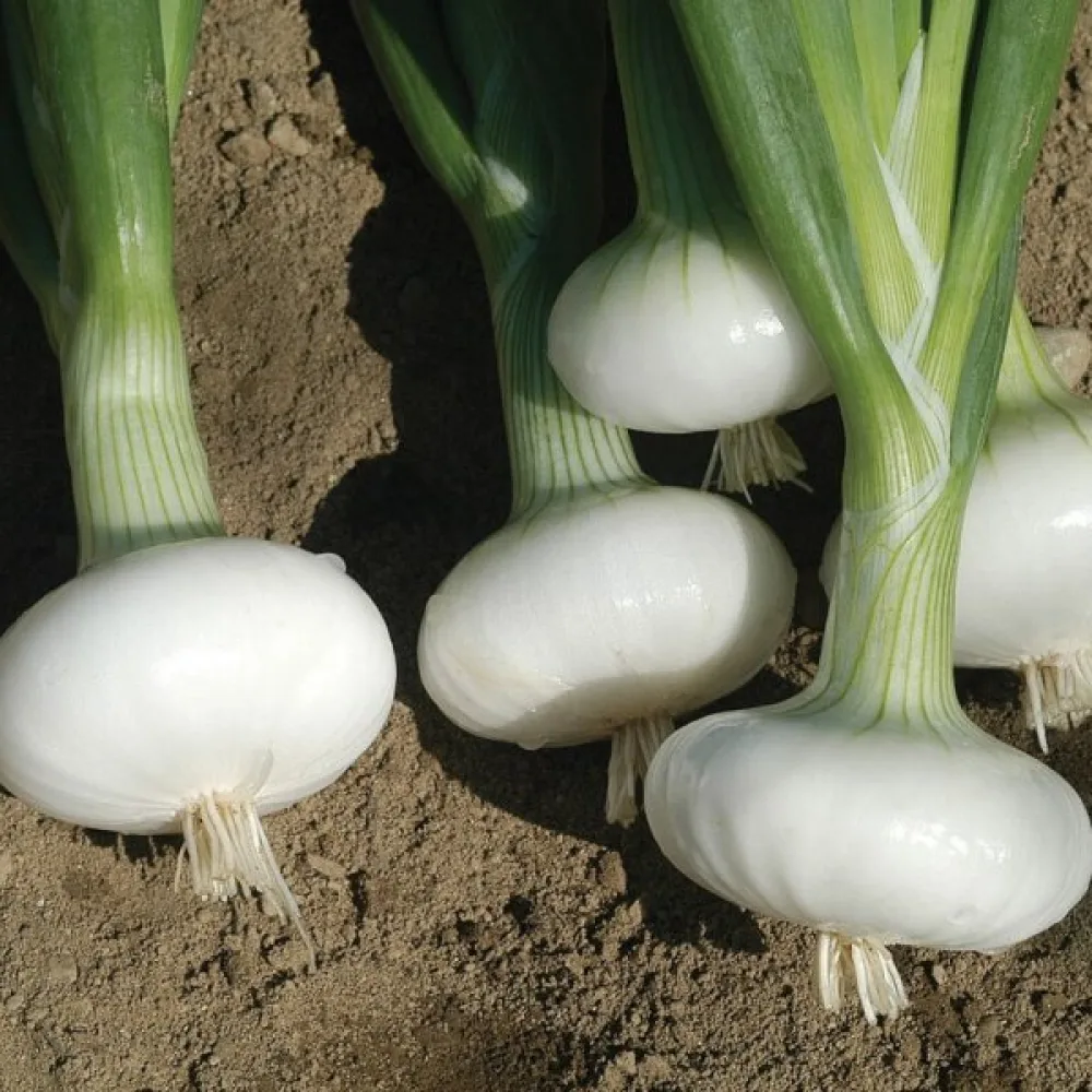 Matlök 'Bianca di Maggio'