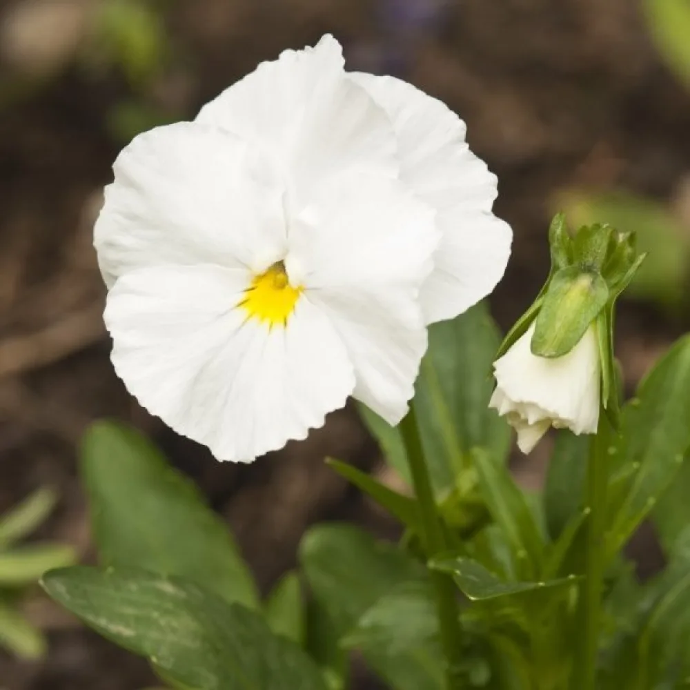 Pensé 'Firnenschnee'