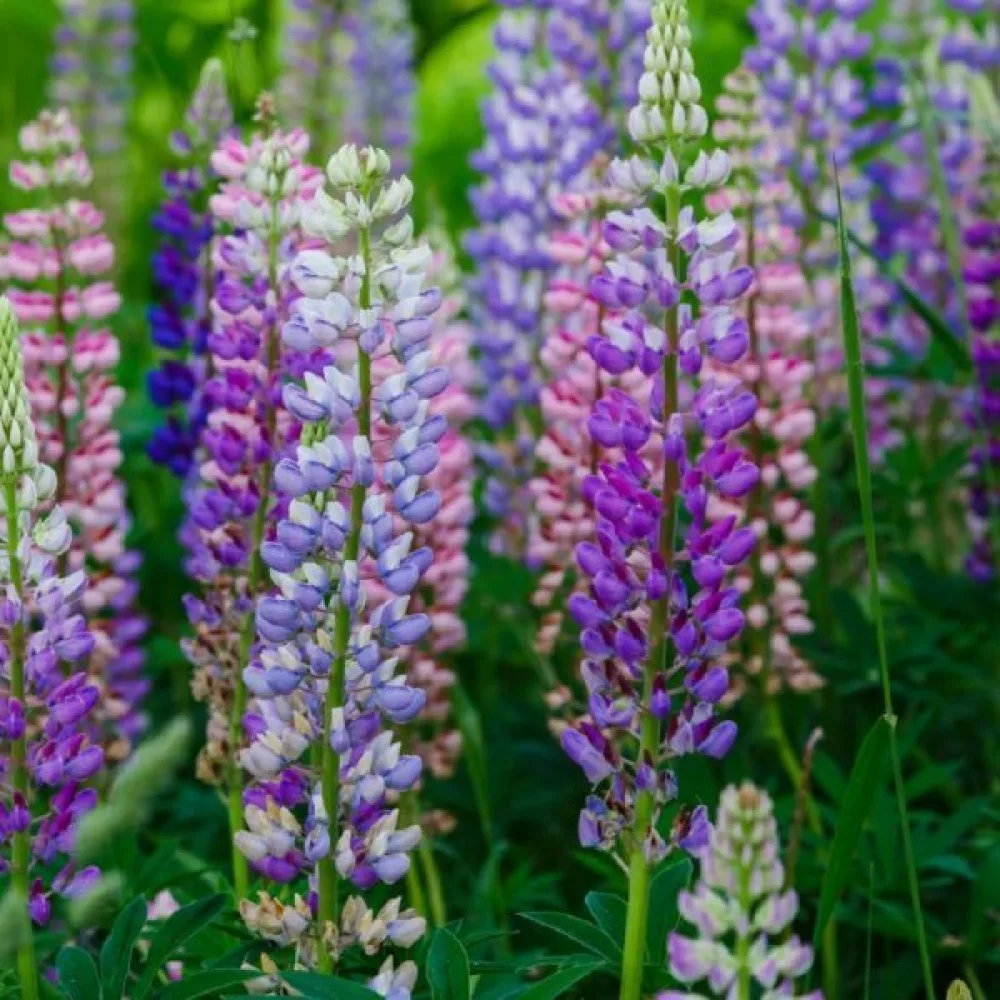 Lupin – mix