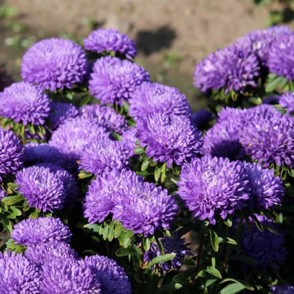 Sommaraster – pionblommig, violett