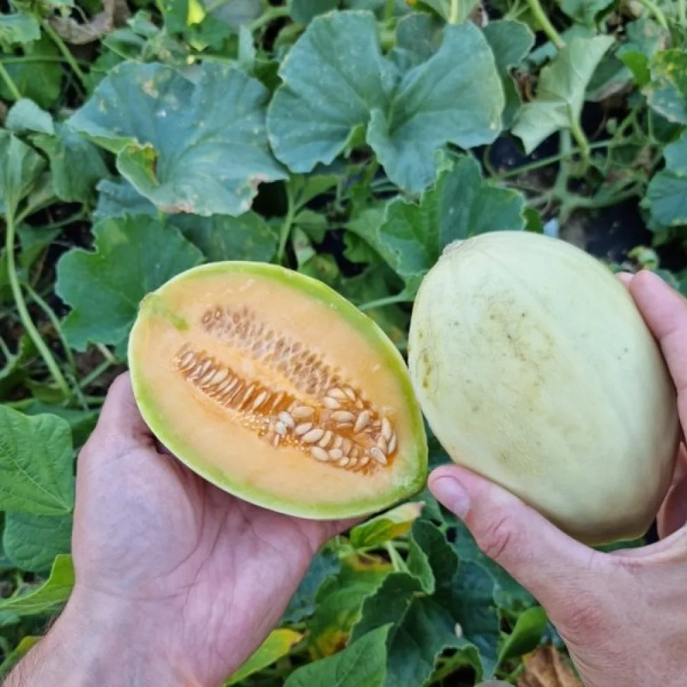 Melon 'Melba'