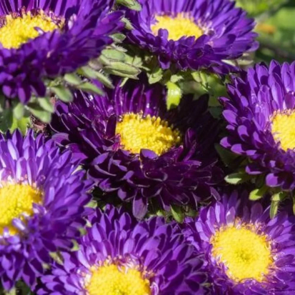 Sommaraster Pompon – violett