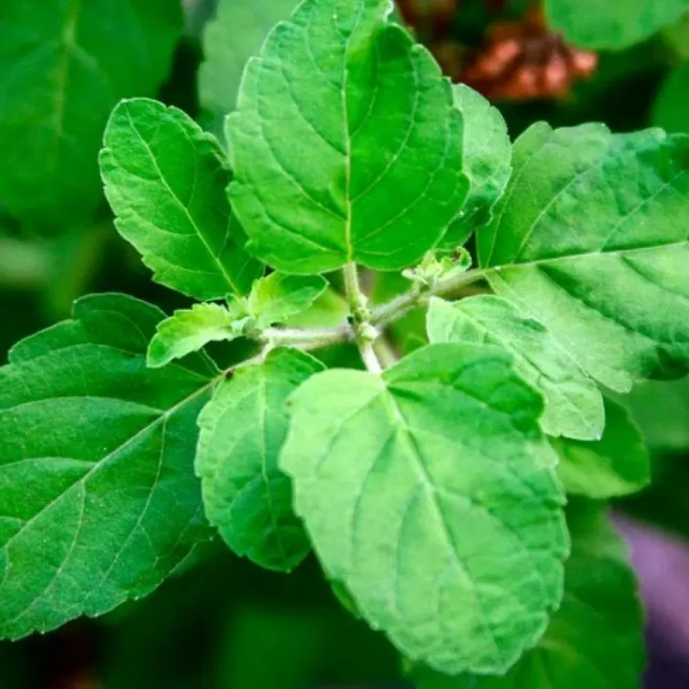 Helig basilika (tulsi)