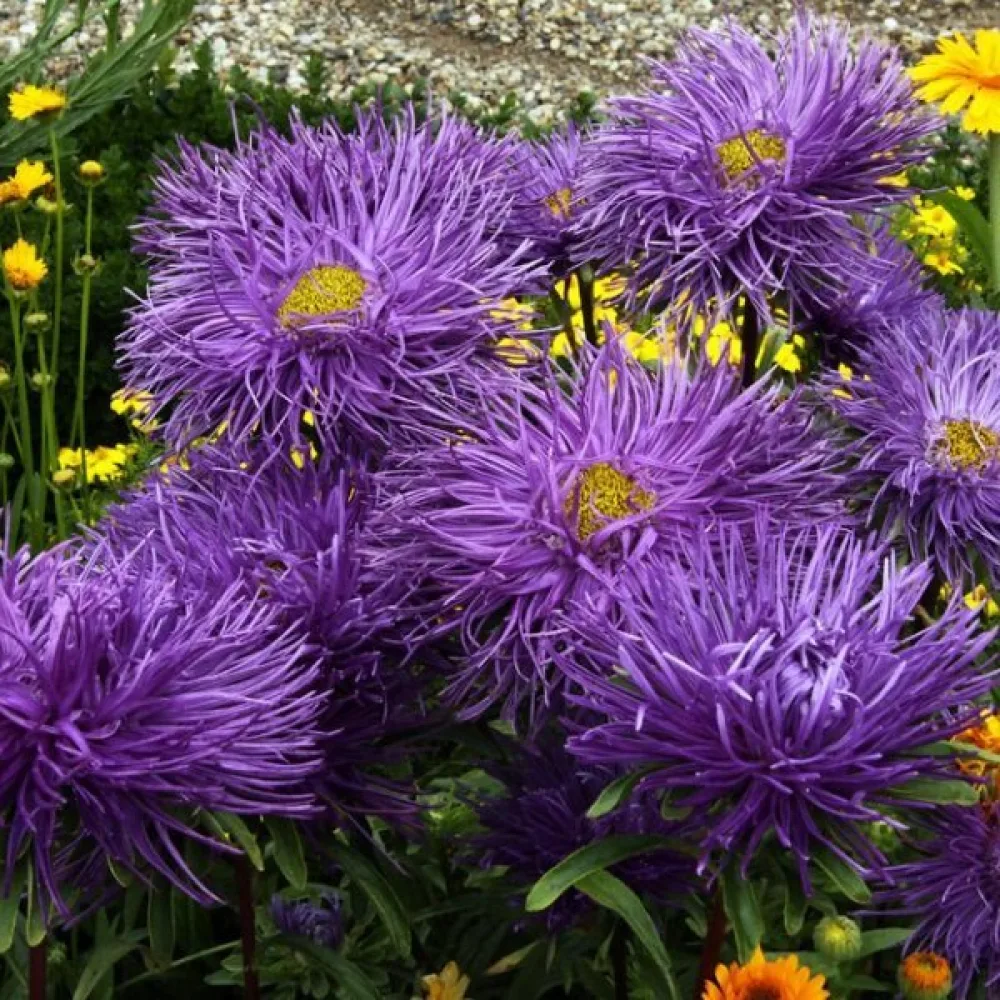 Sommaraster – pionblommig, violett