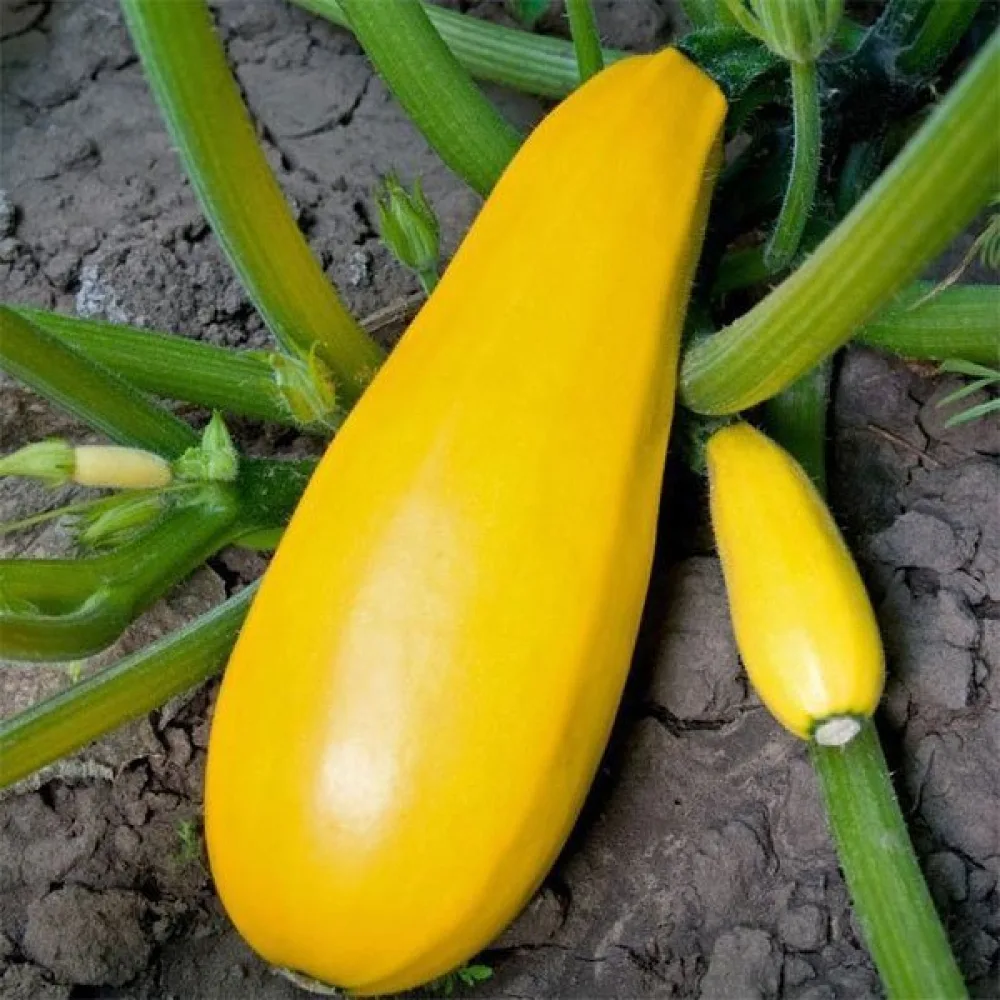 Zucchini 'Atena Polka F1'