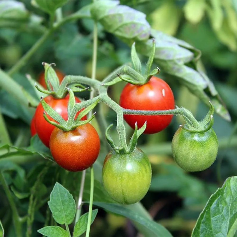 Körsbärstomat 'Cerise Ciliega'