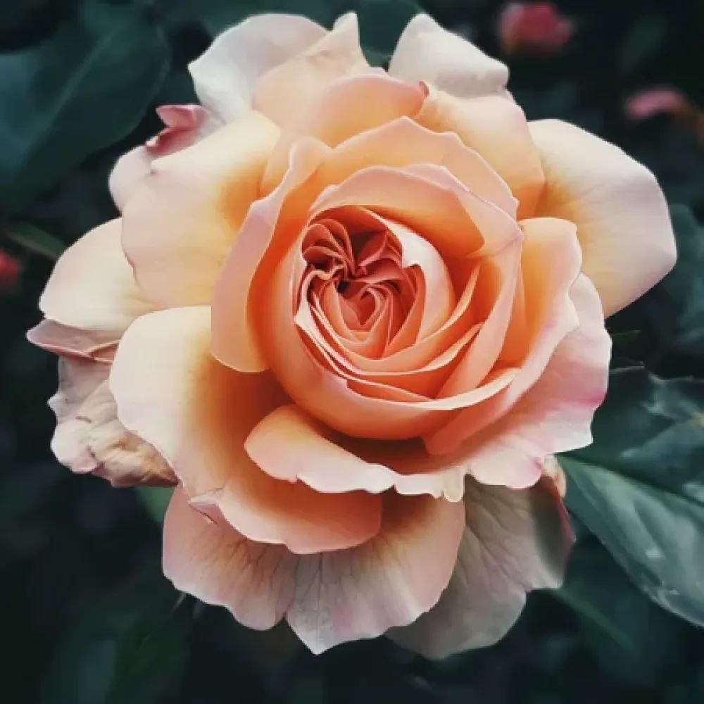 Ros 'Salmon Delight' – barrotad