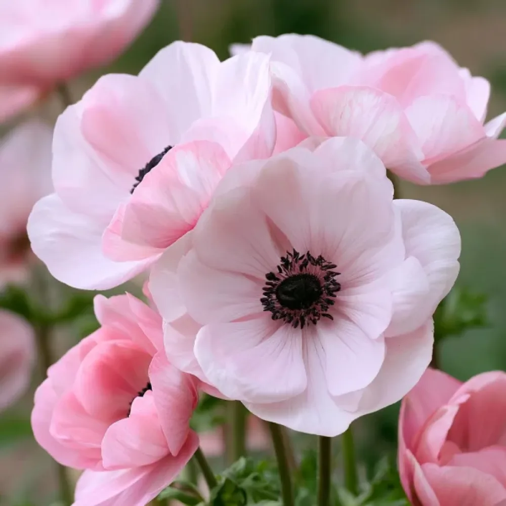Anemon 'Mistral Rosa Chiaro'