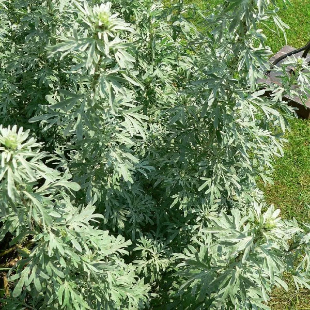 Malört Artemisia absinthium