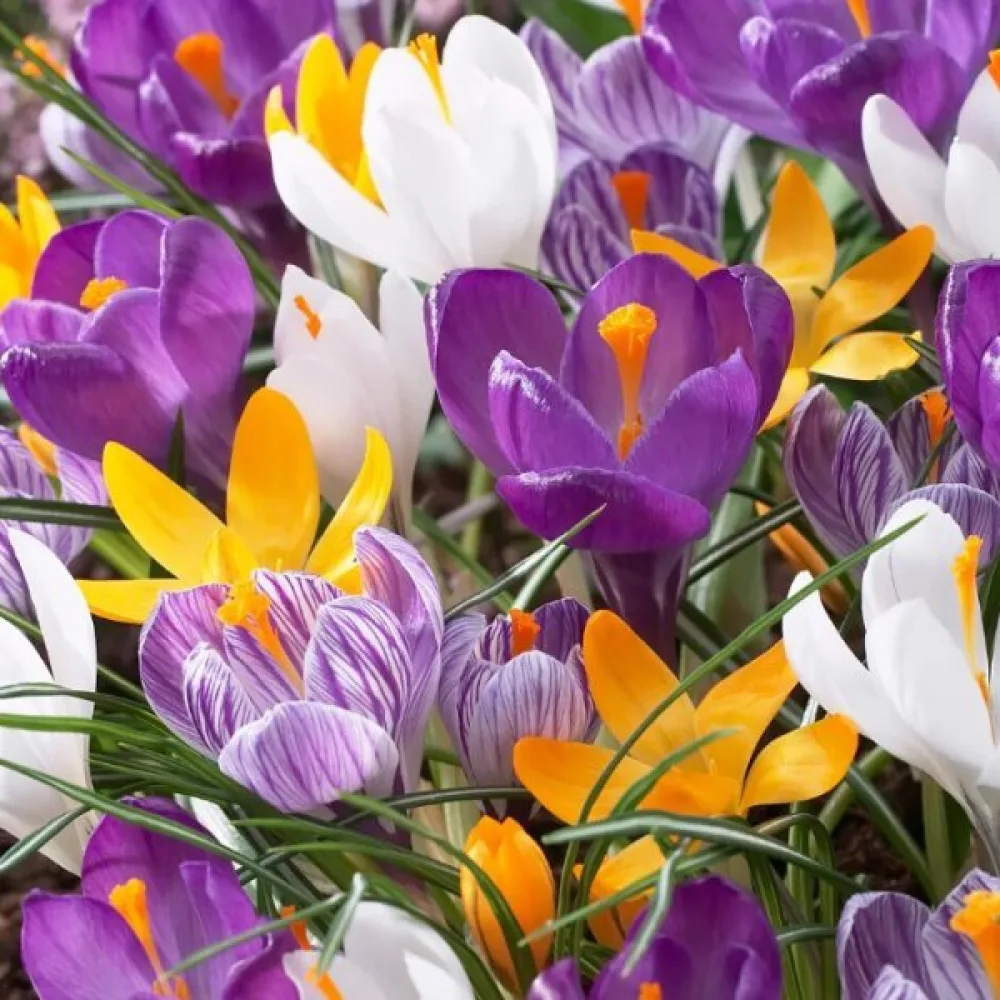 Krokus 'large flowering mix'