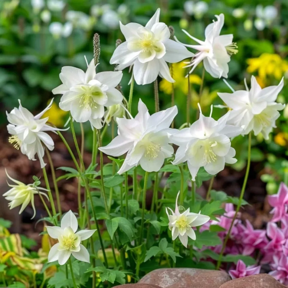 Akleja 'Crystal Star'