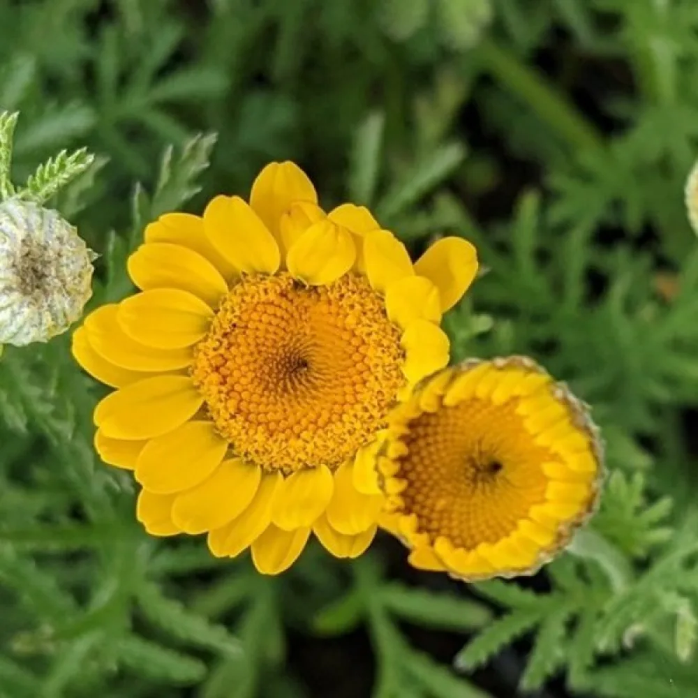 Färgkulla Anthemis tinctoria