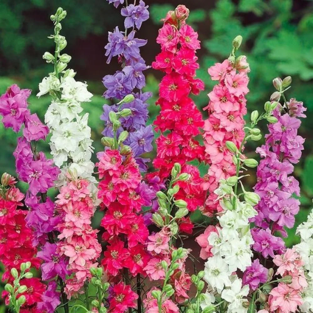 Hög sommarriddarsporre – mix