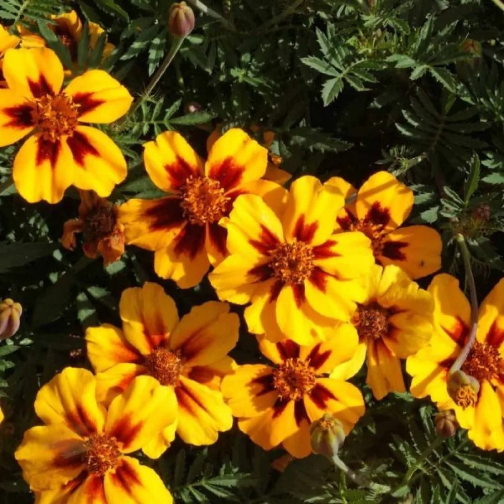Fransk tagetes 'Naughty Marietta'