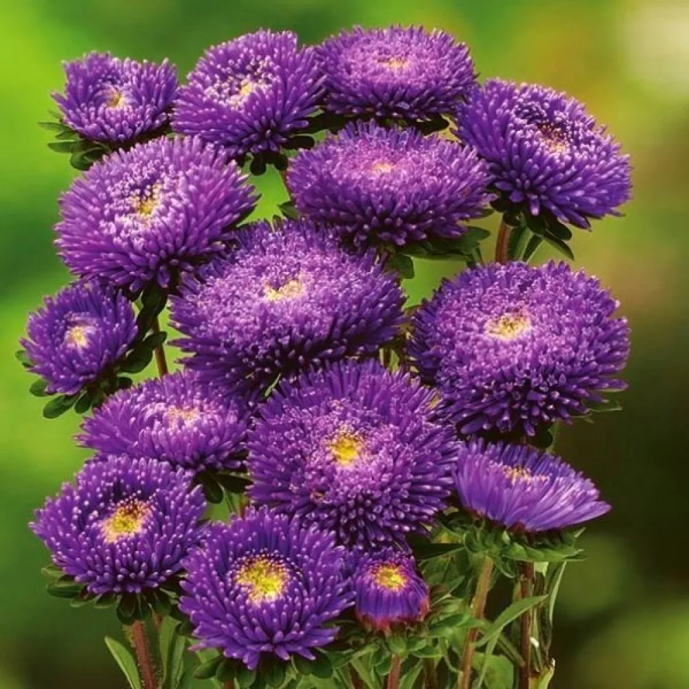 Sommaraster Pompon – violett