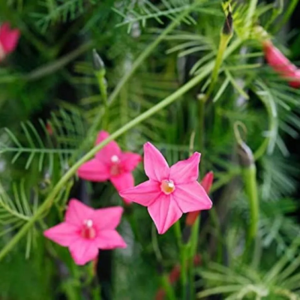 Cypressvinda Ipomoea pennata – rosa