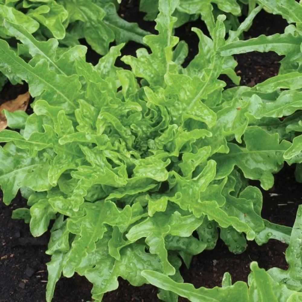 Sallad 'Catalogna'