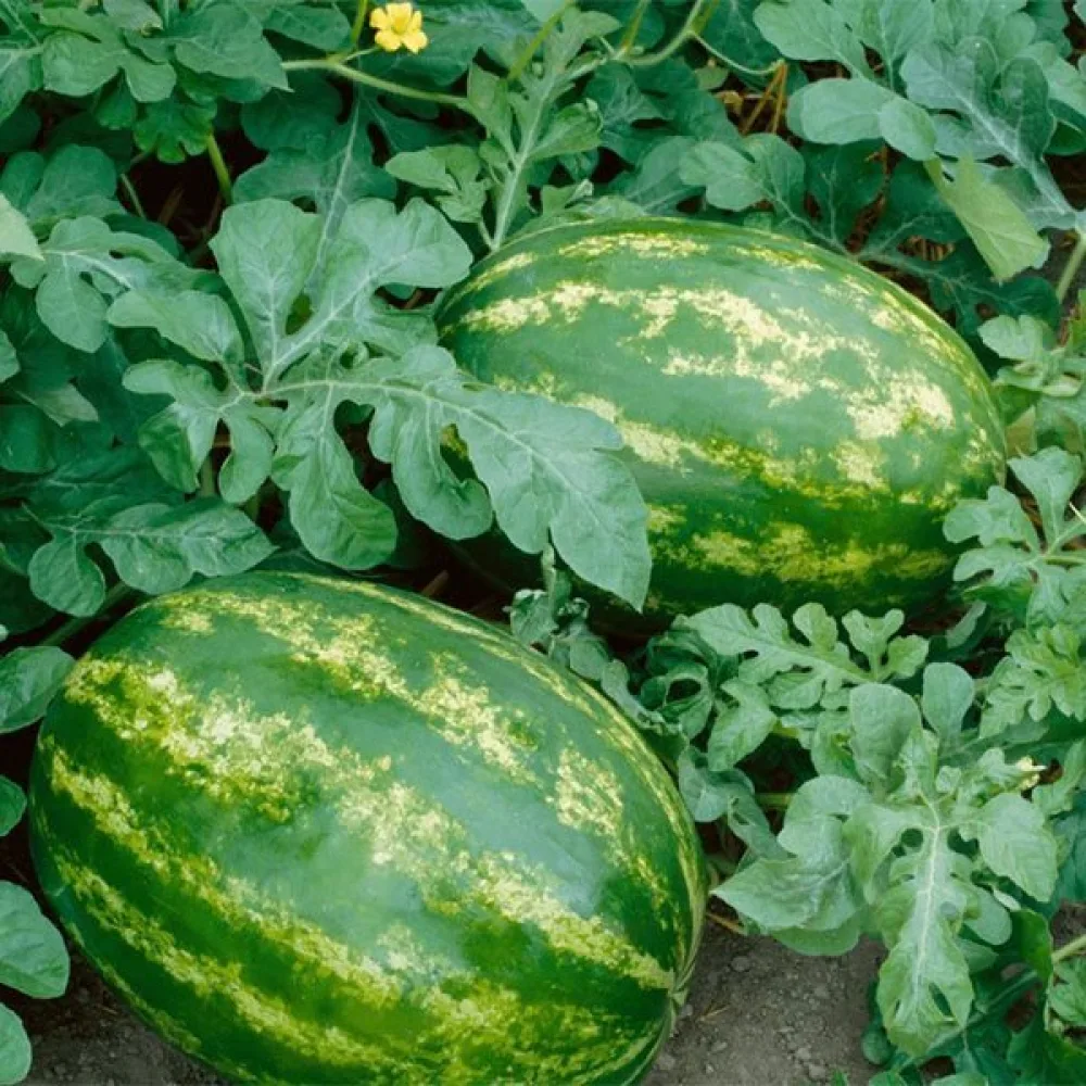 Vattenmelon – blandning av sorter