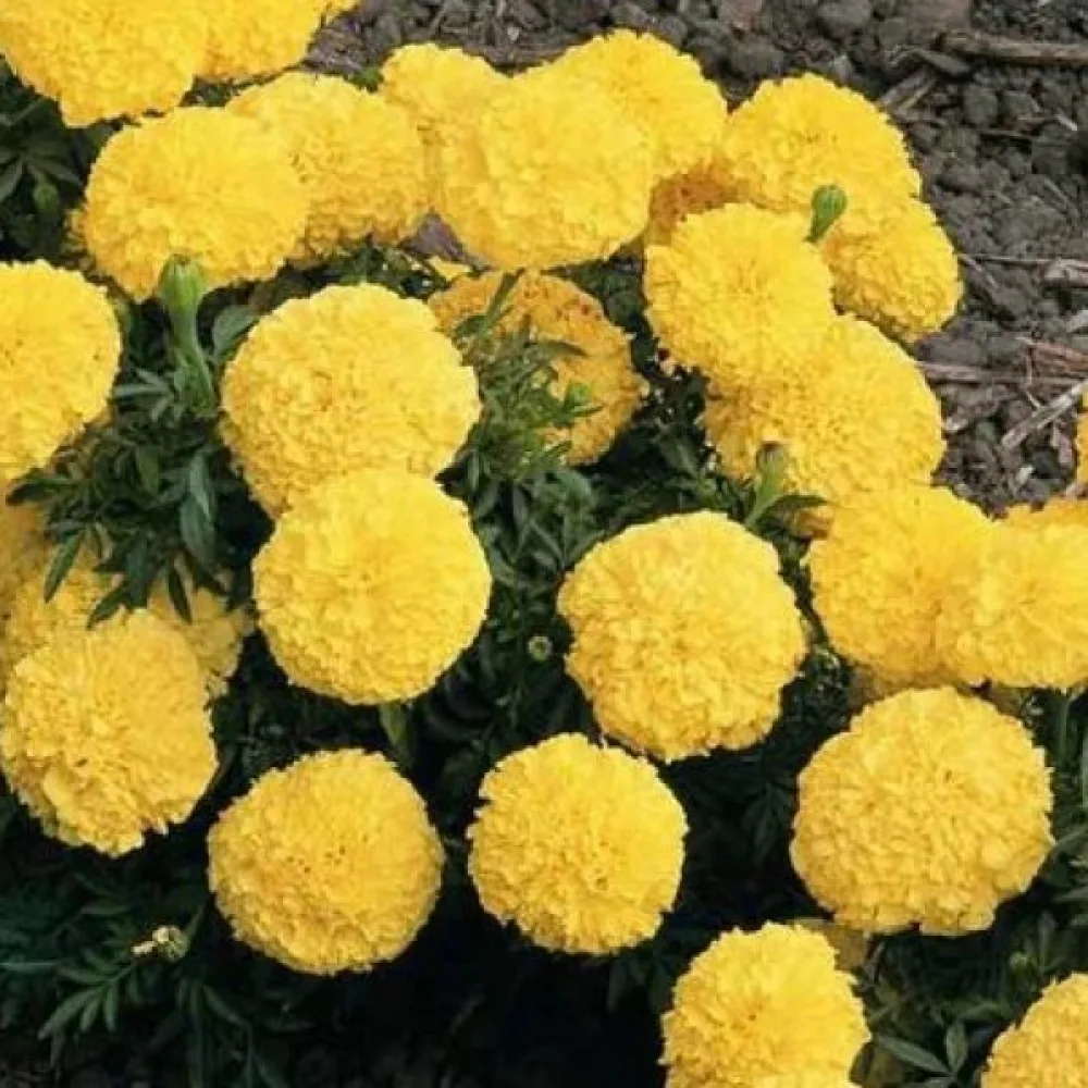 Fransk tagetes 'Gypsy Sunshine'