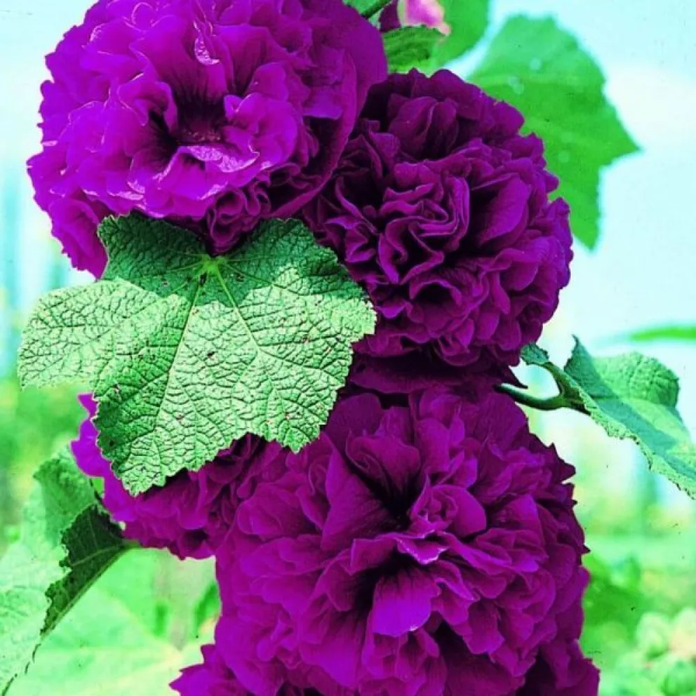 Fylld stockros, violett
