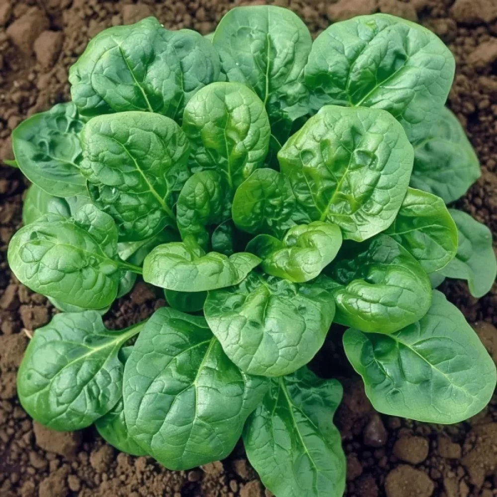 Spenat 'Orbita F1'