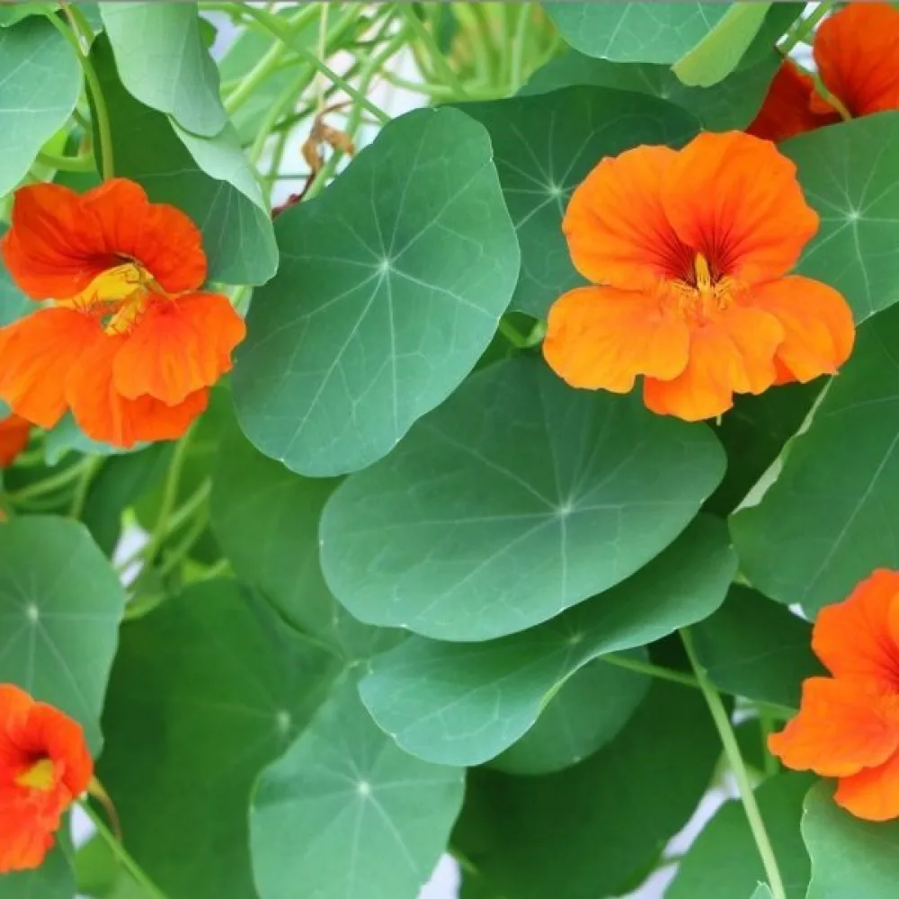 Krasse 'Jewel' (blandning)