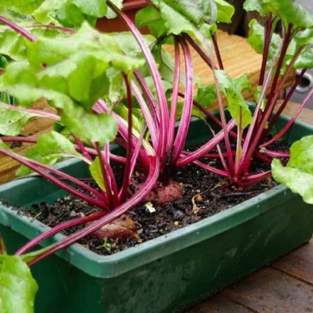 Rödbeta 'Monorubra'