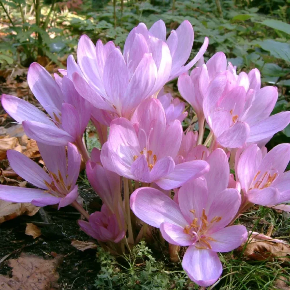 Tidlösa 'Byzantinum'