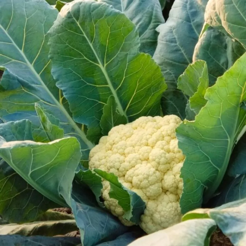Blomkål 'Alpha 7'