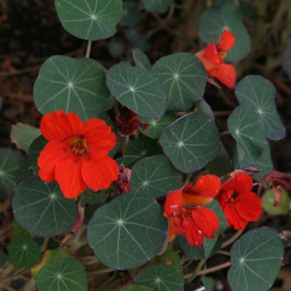 Krasse 'King Theodore'