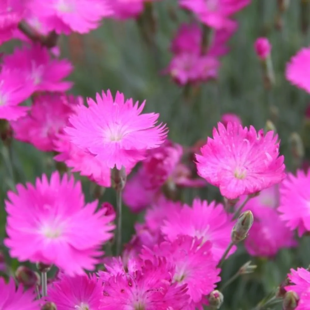 Nejlika Dianthus gratianopolitanus – rosa