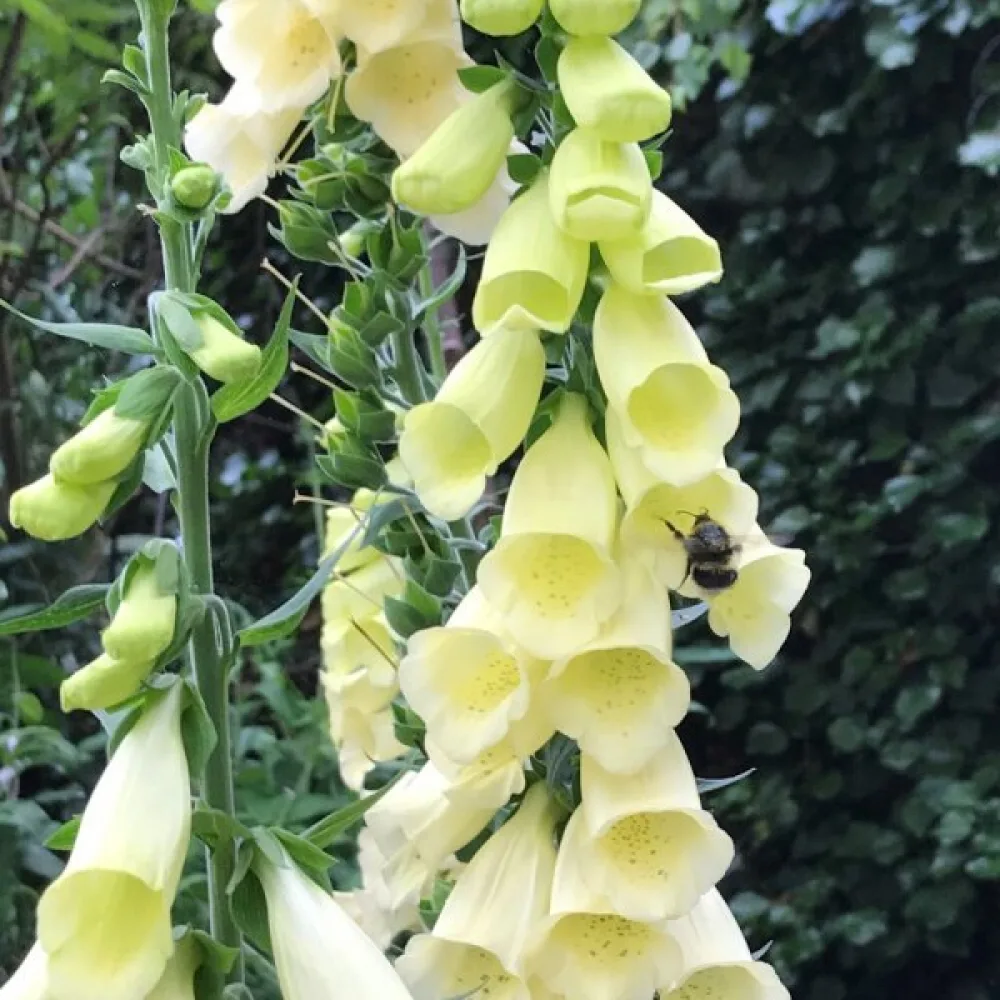 Fingerborgsblomma – primulagul