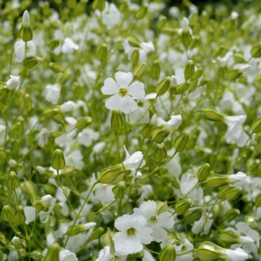 Kovete 'White Beauty'