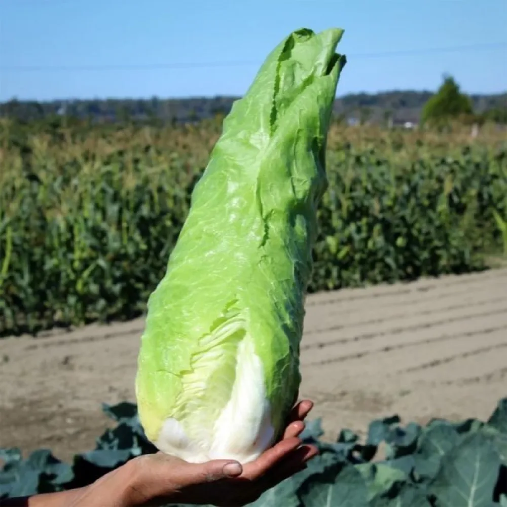 Cikoria 'Zuckerhut'