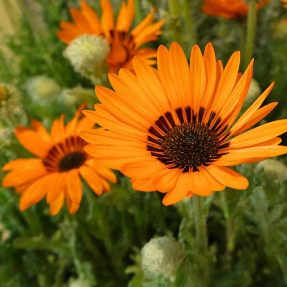 Venidium, orange