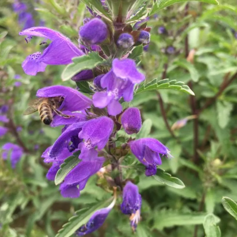Drakblomma