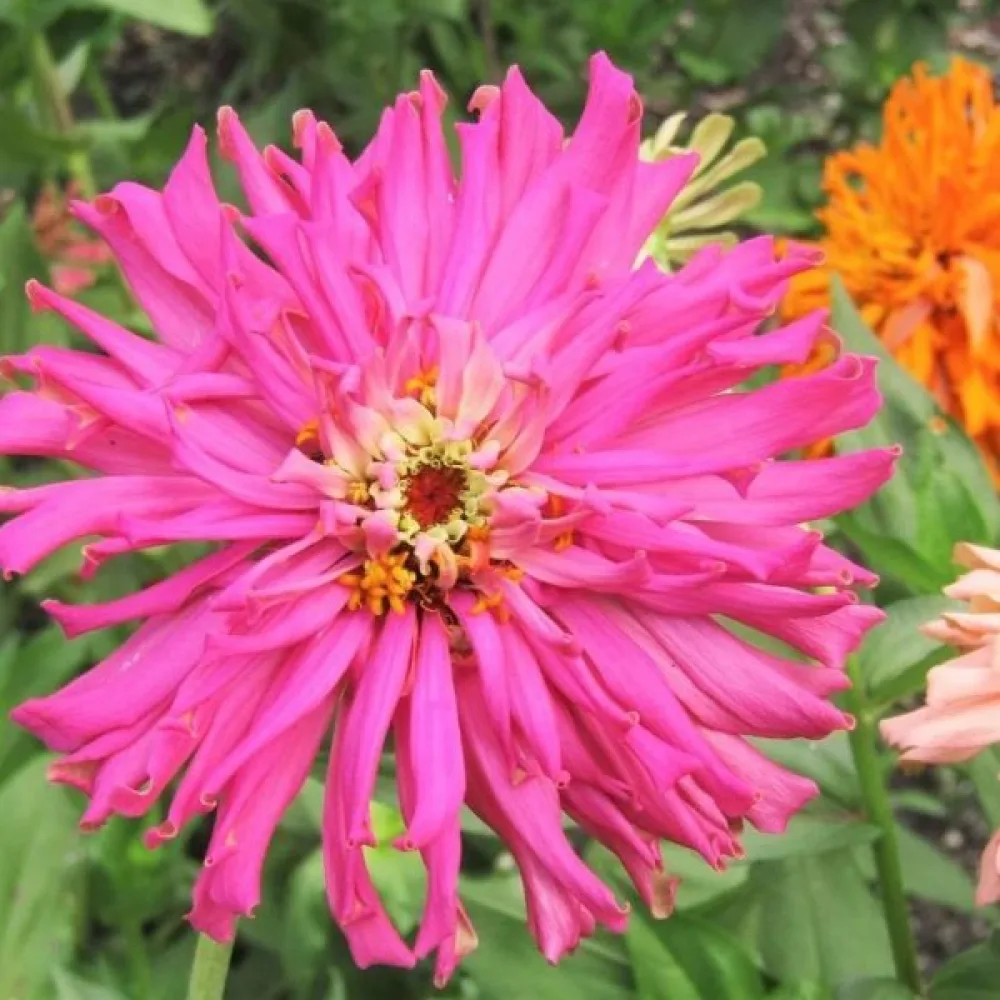 Zinnia, fylld blandning