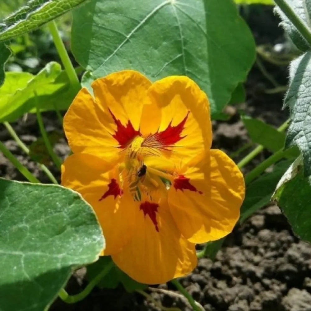 Krasse 'Golden Globe'