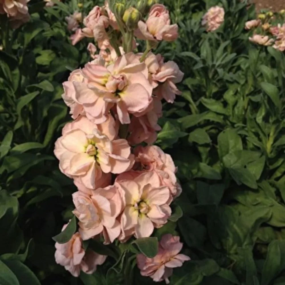 Lövkoja Matthiola incana, laxrosa