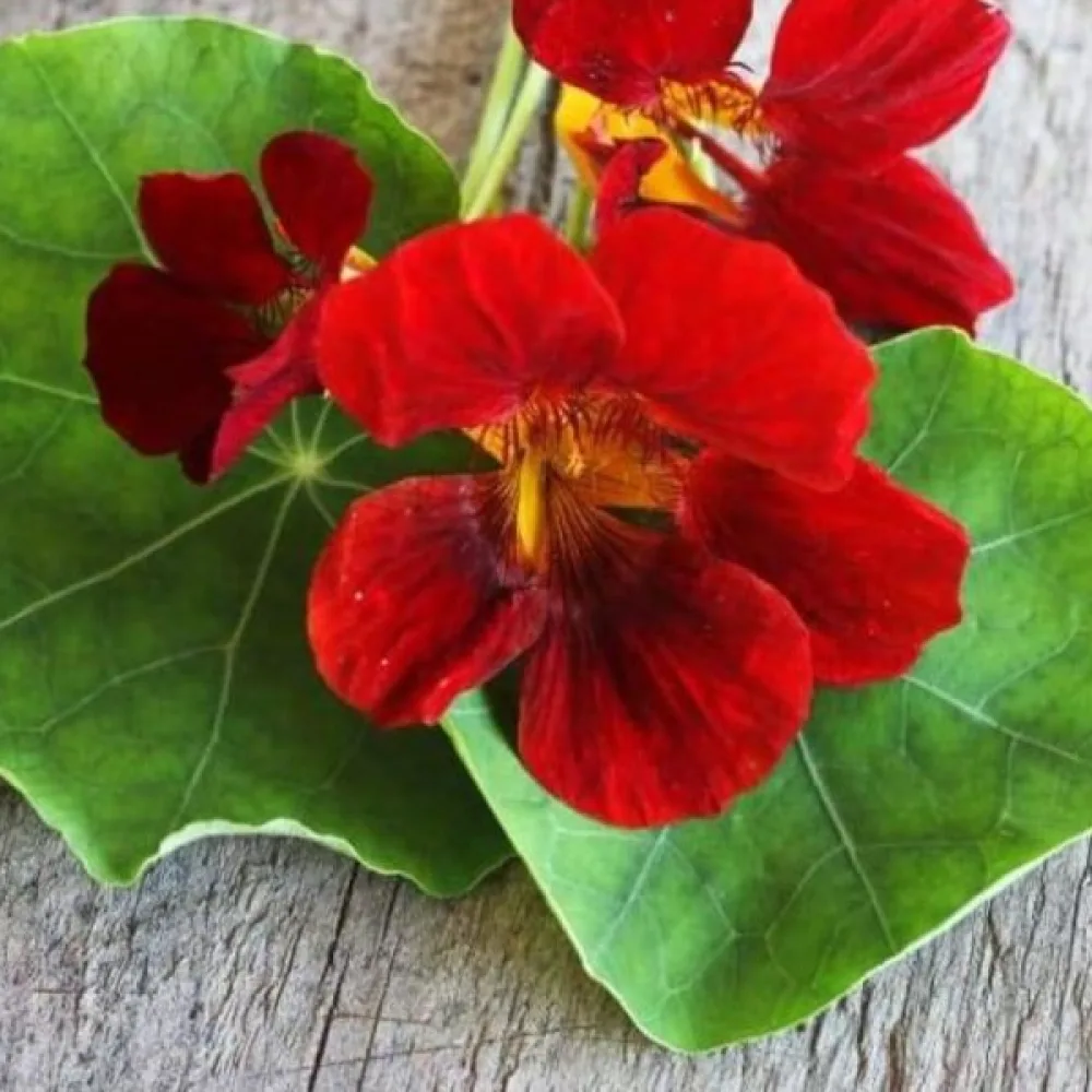 Krasse 'King Theodore'