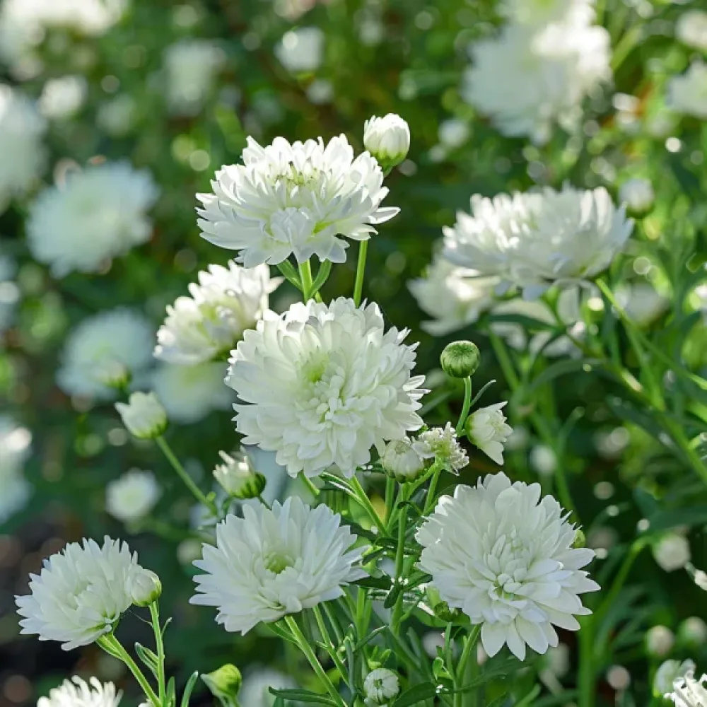 Sommaraster 'Thousand Wonders' vit