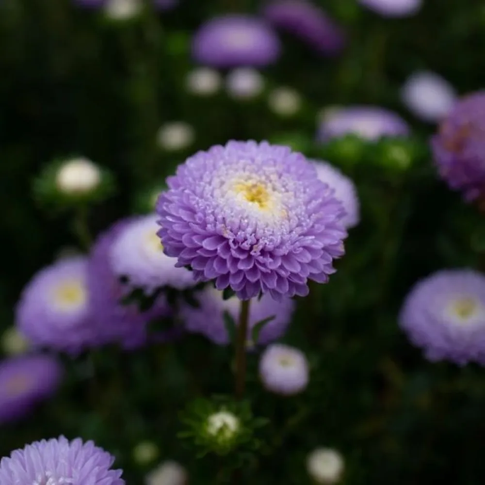 Sommaraster Pompon – mörkblå