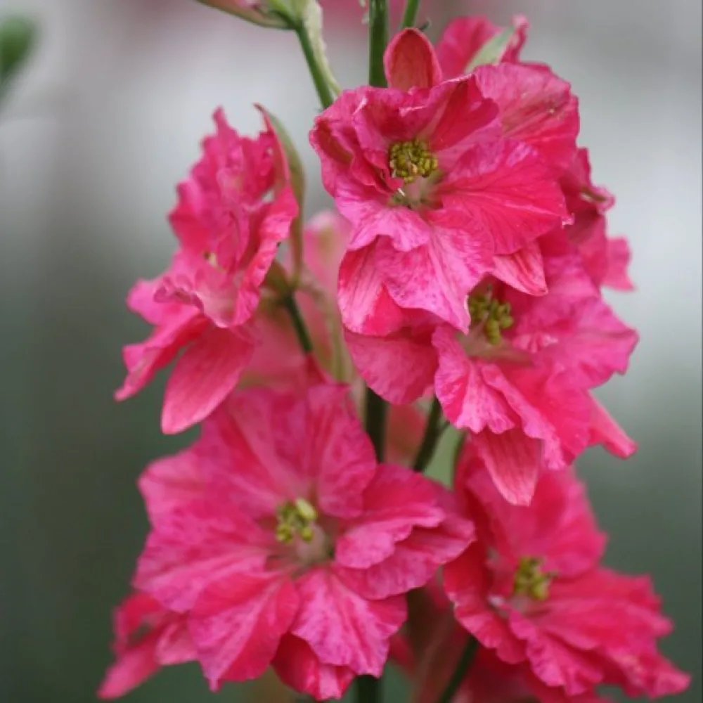Sommarriddarsporre 'Rose Queen' – djuprosa