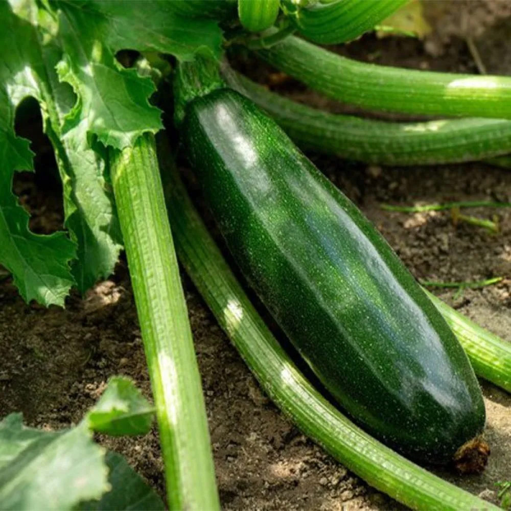 Zucchini 'Verte Noire Maraîchère'