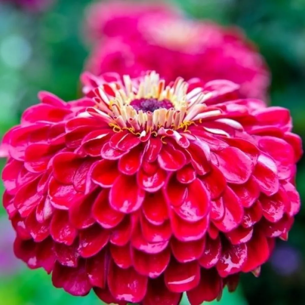 Zinnia 'Scarlet Flame'