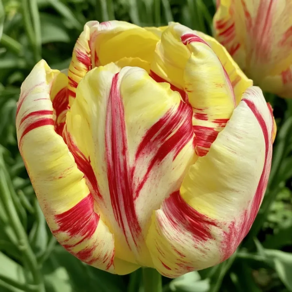 Tulpan 'Wild Desire'