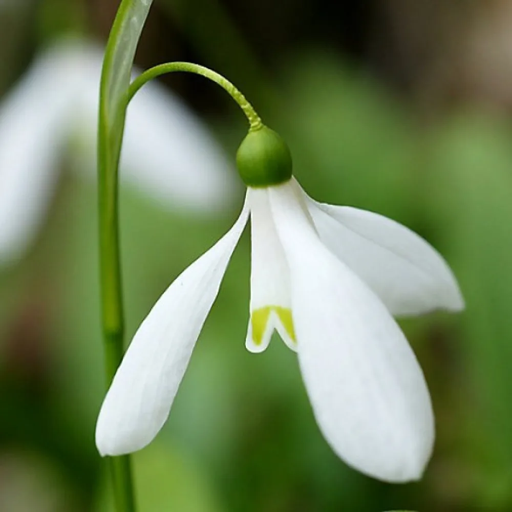 Snödroppe 'Woronowii'