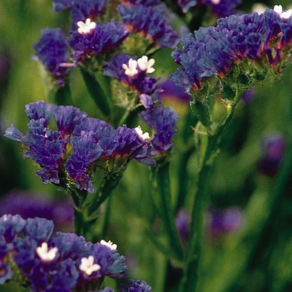 Praktrisp Limonium sinuatum – djupblå